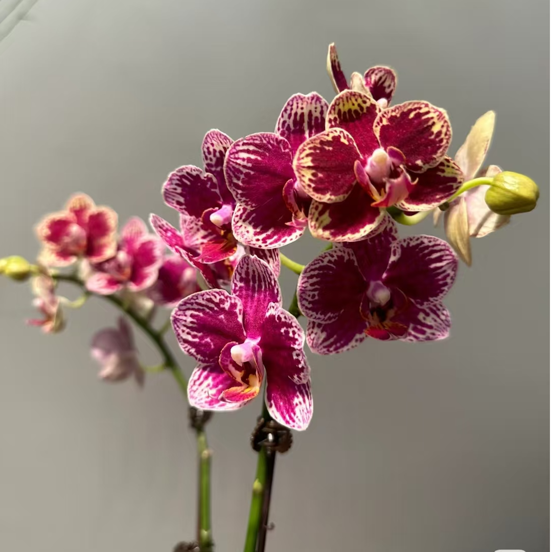 蜡质花 丝绒质感  带花剑   可乐蝴蝶兰 3.0寸加高杯