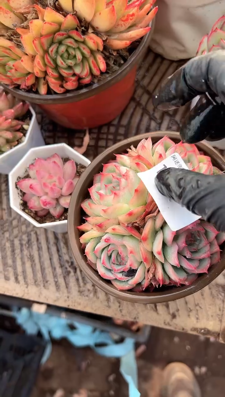 释*多肉植物一物一拍17247