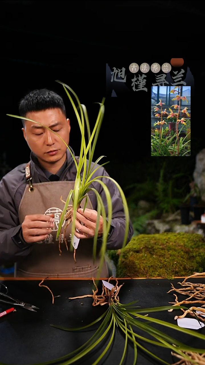 当前无花栽培后可以开花小*蕙兰朱金黄心草（3苗草）
