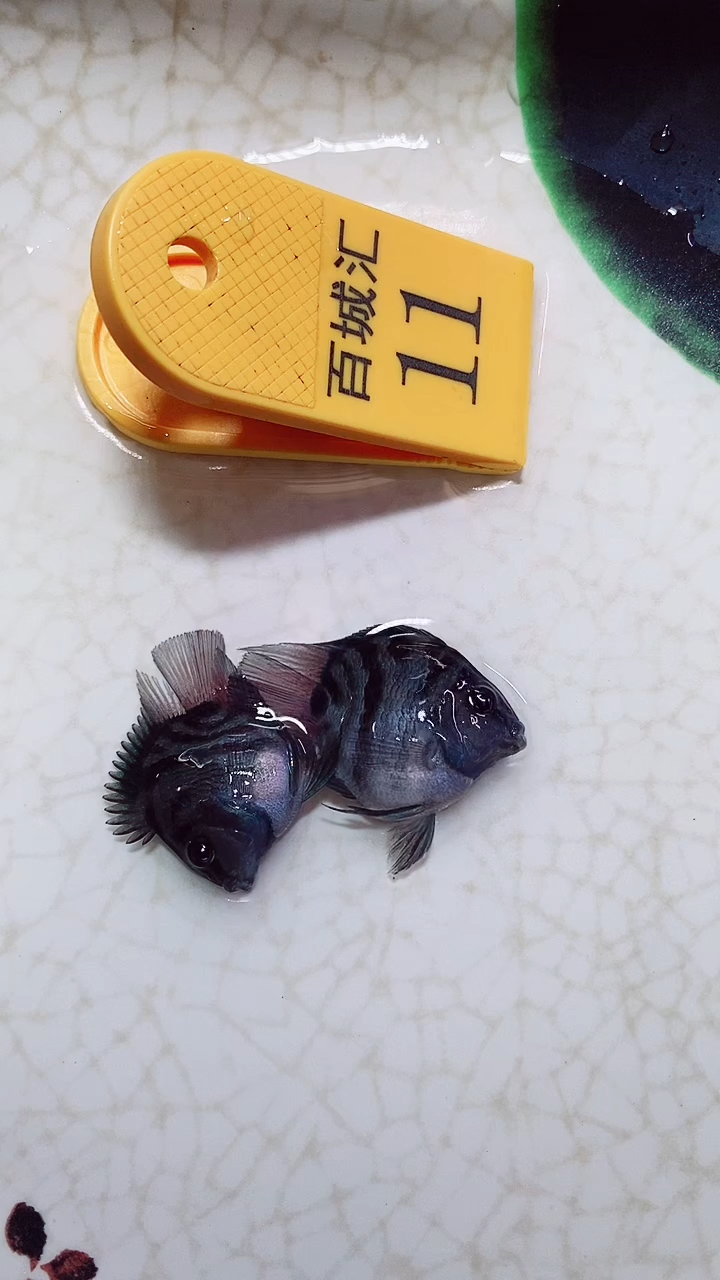 鹦鹉鱼121211331232