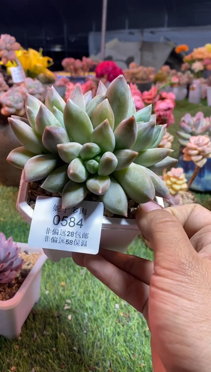 【闪购商品】0584a