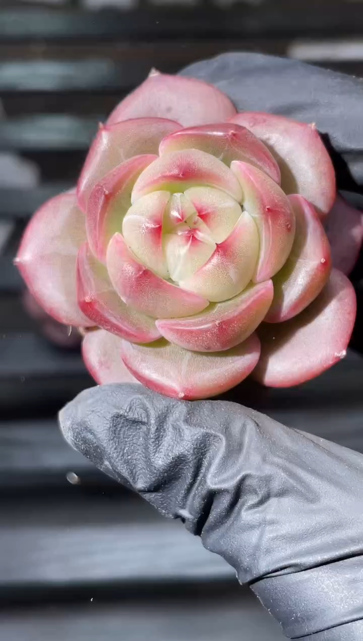 32-9 真理 3-4厘米量拍发一颗