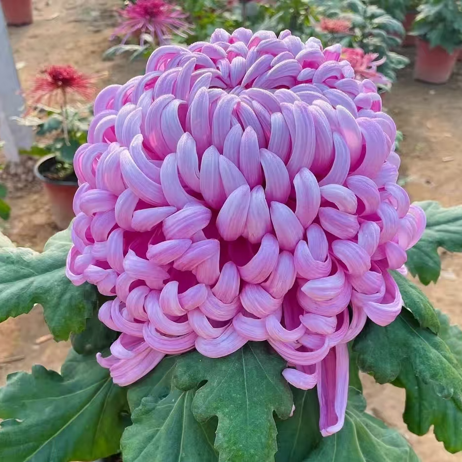 【花苞发货】[国华八十祝]九月菊花苗大型花好养护简单耐寒耐旱