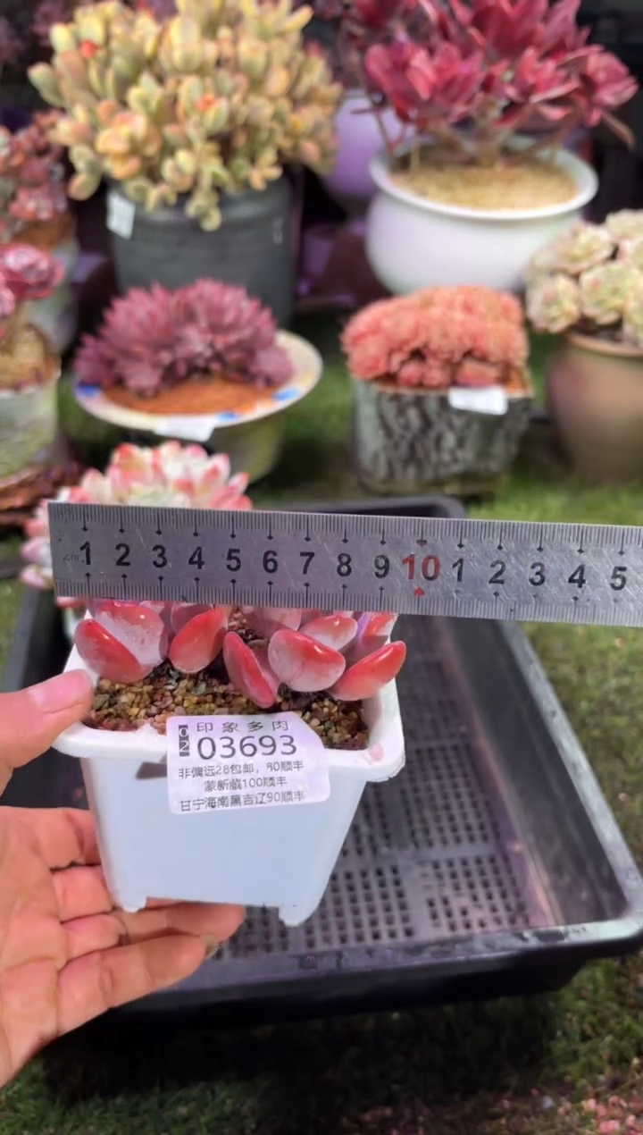 【闪购商品】03693