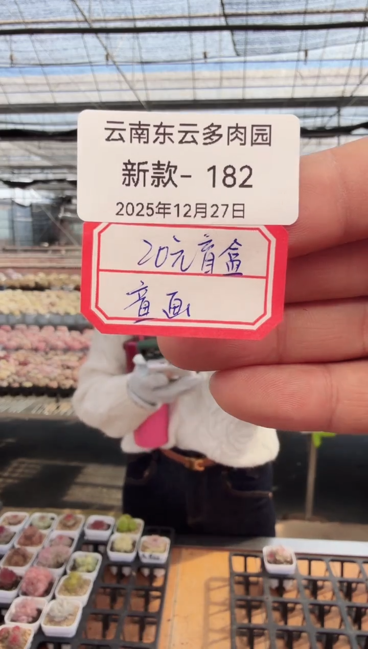 东云多肉园新款-182（20元童画盲盒）