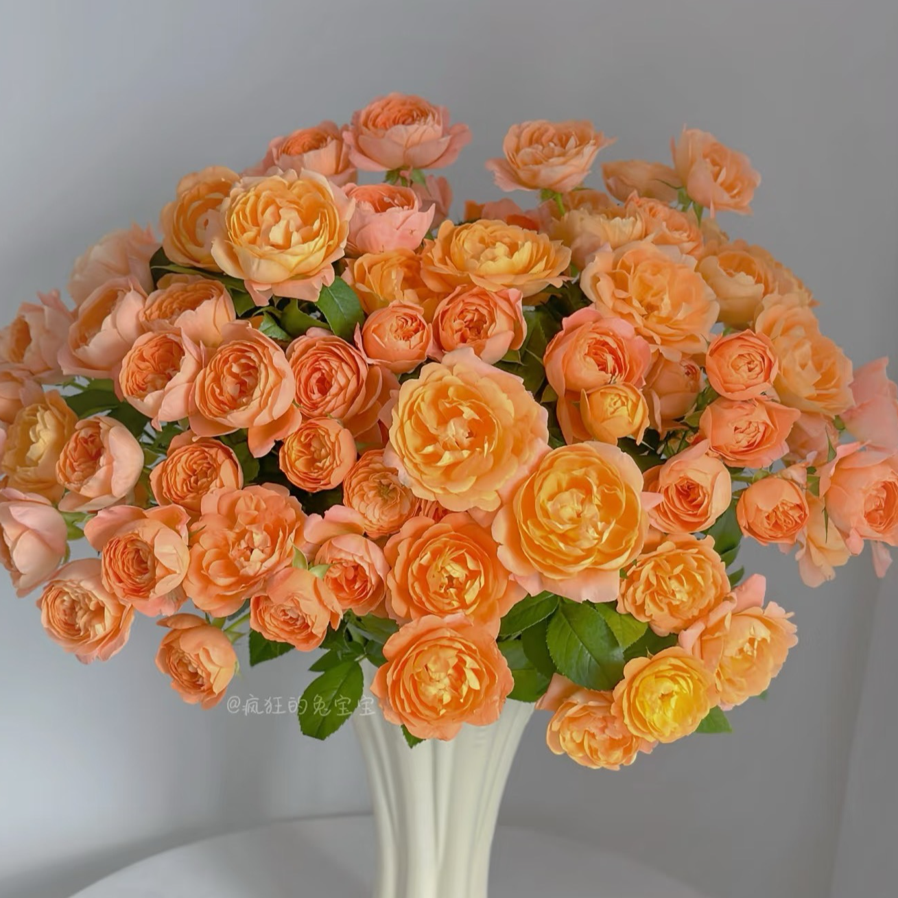 果汁阳台 1加仑悠悠花园精品盆栽月季