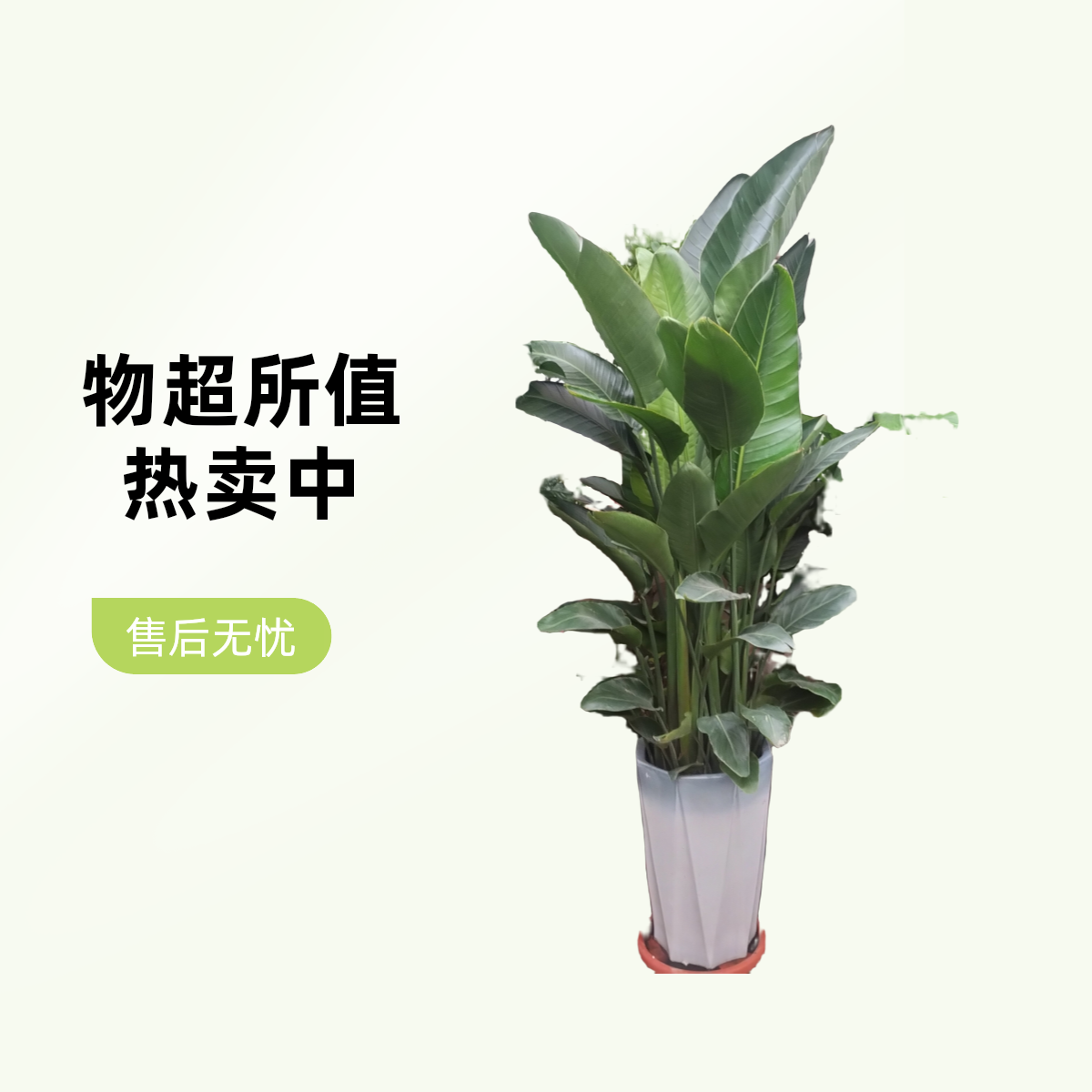 天堂鸟高大美丽。