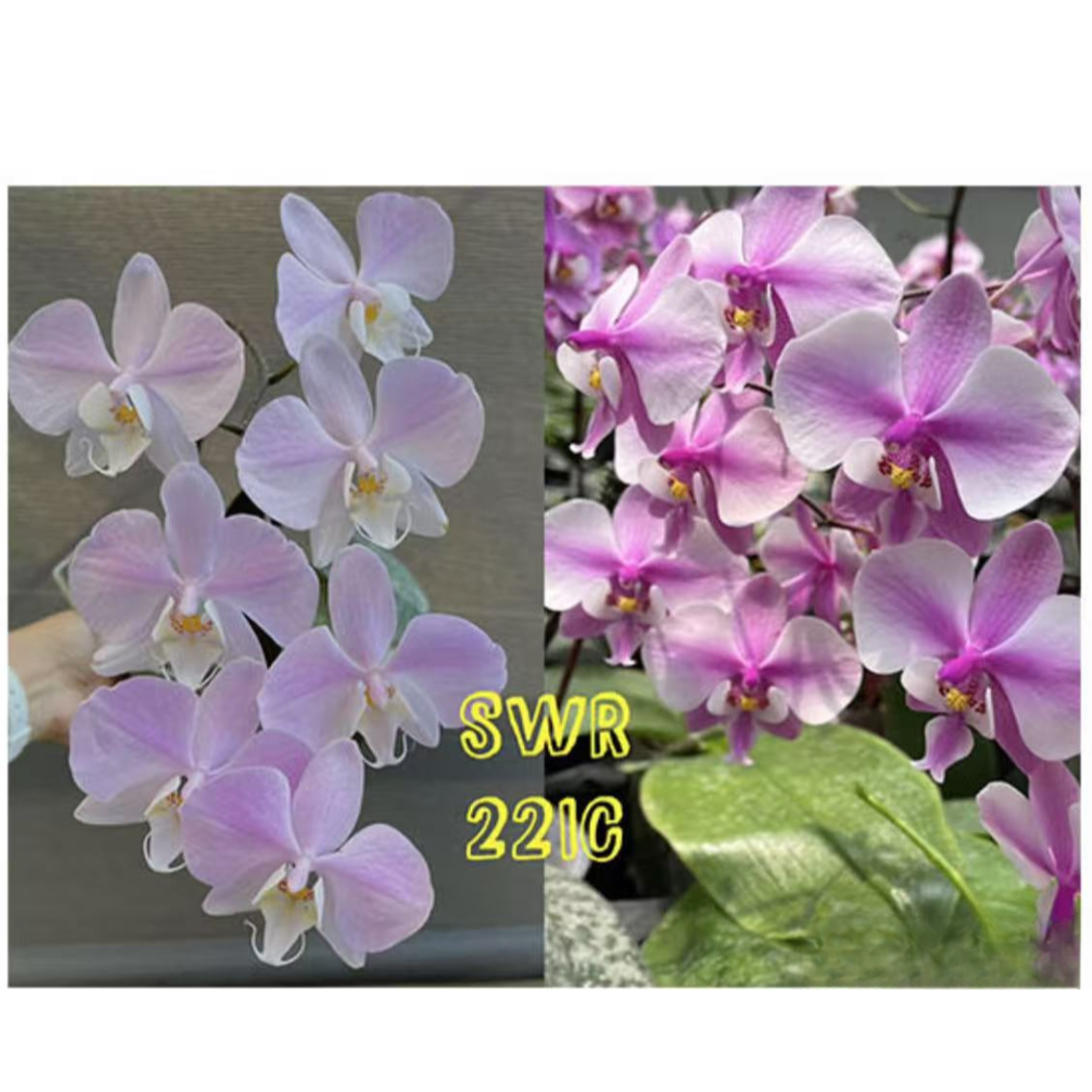 2.8寸 SWR22IC康德交西-苗 【叶瑕 未出根】原生趣味兰蝴蝶兰