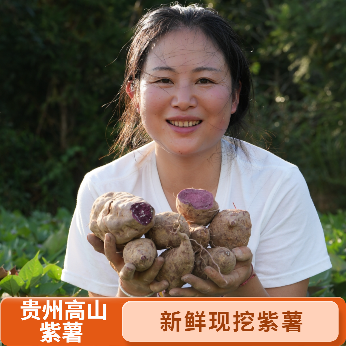 【橘子专属】贵州高山紫薯农户自种现挖现发新鲜紫薯含花青素