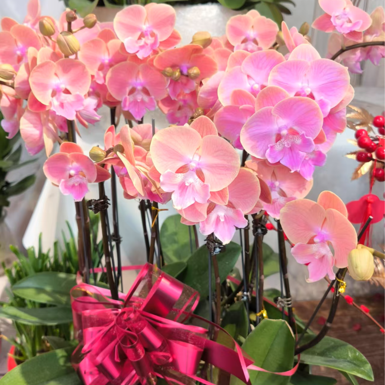 【春风送暖】蝴蝶兰