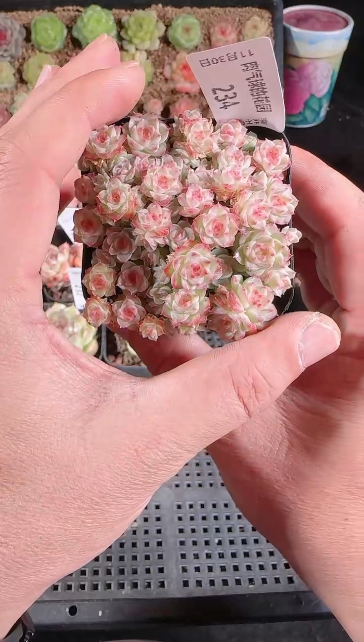 1130-234多肉群生不包整