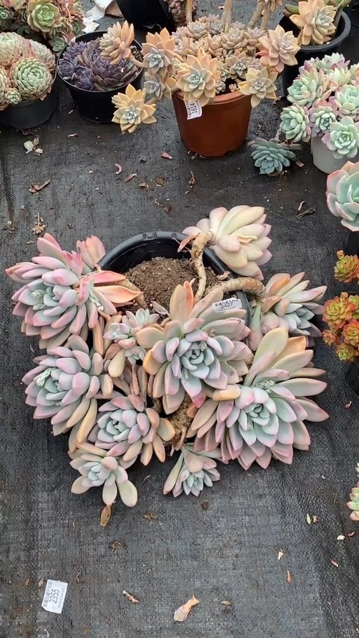 【闪购商品】2427奥普