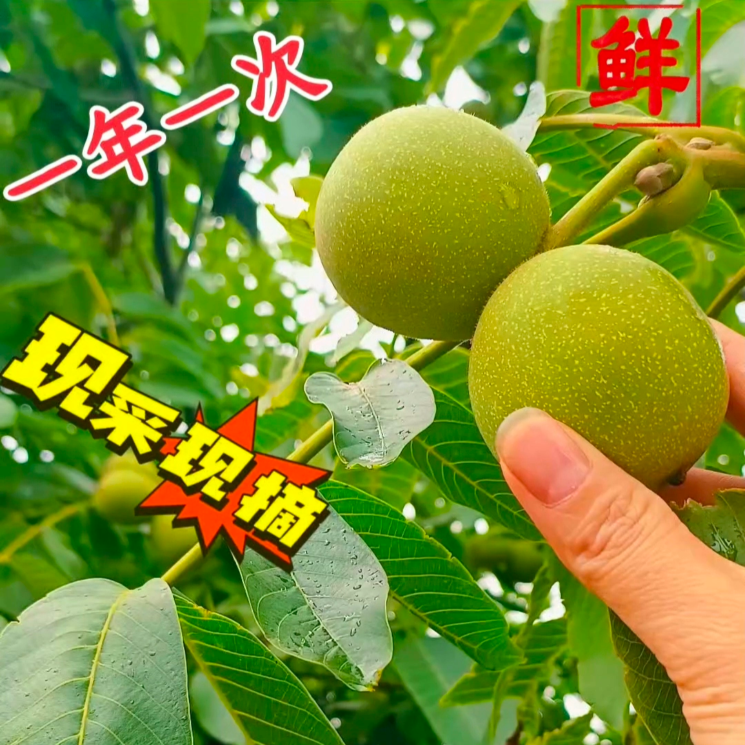 大凉山新鲜带青皮生核桃香甜鲜嫩孕妇坚果零食