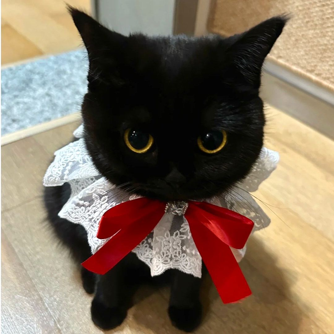 郑-【红色牌牌】全品种猫咪一对一挑选 不满意全额退