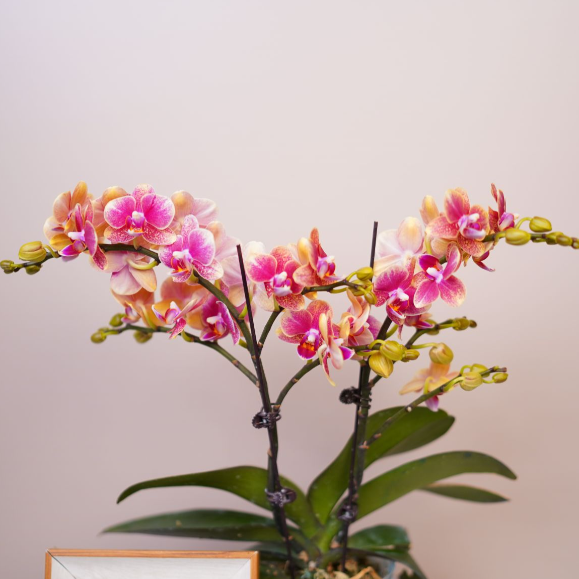 朝暮里蝴蝶兰（3.5寸）【金蝶-双】带花带花苞发货