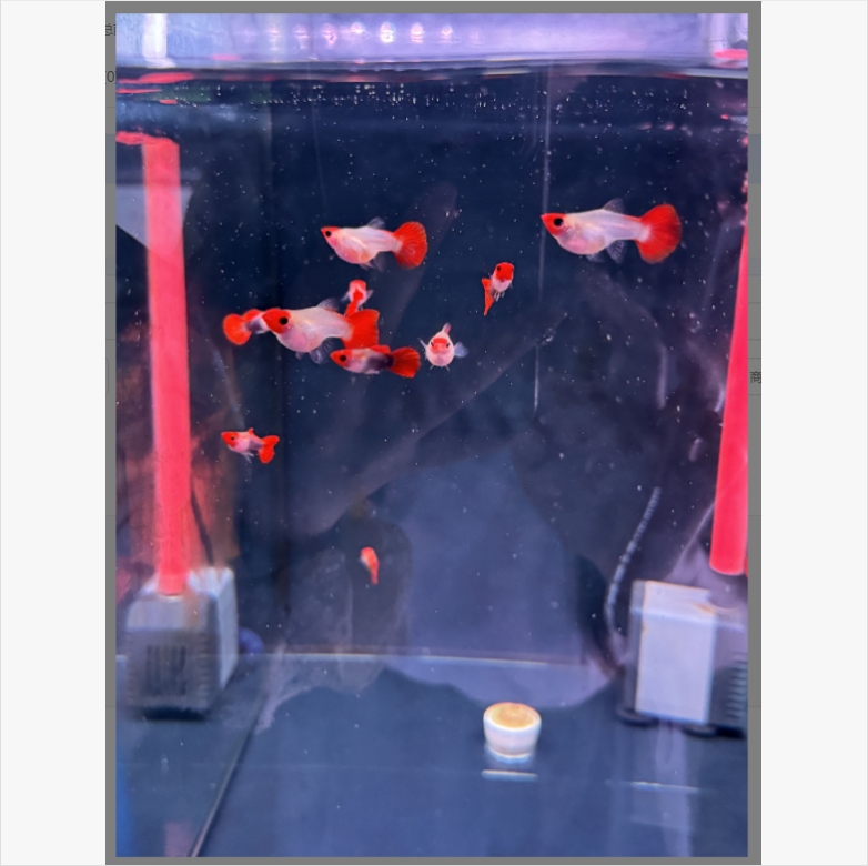 孔雀鱼 红头玻璃猫大C