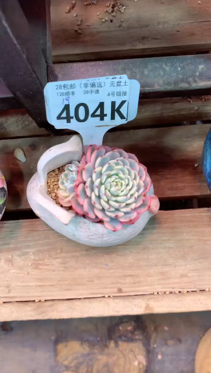 404K（一物一拍，精品多肉，所见即所得 ）