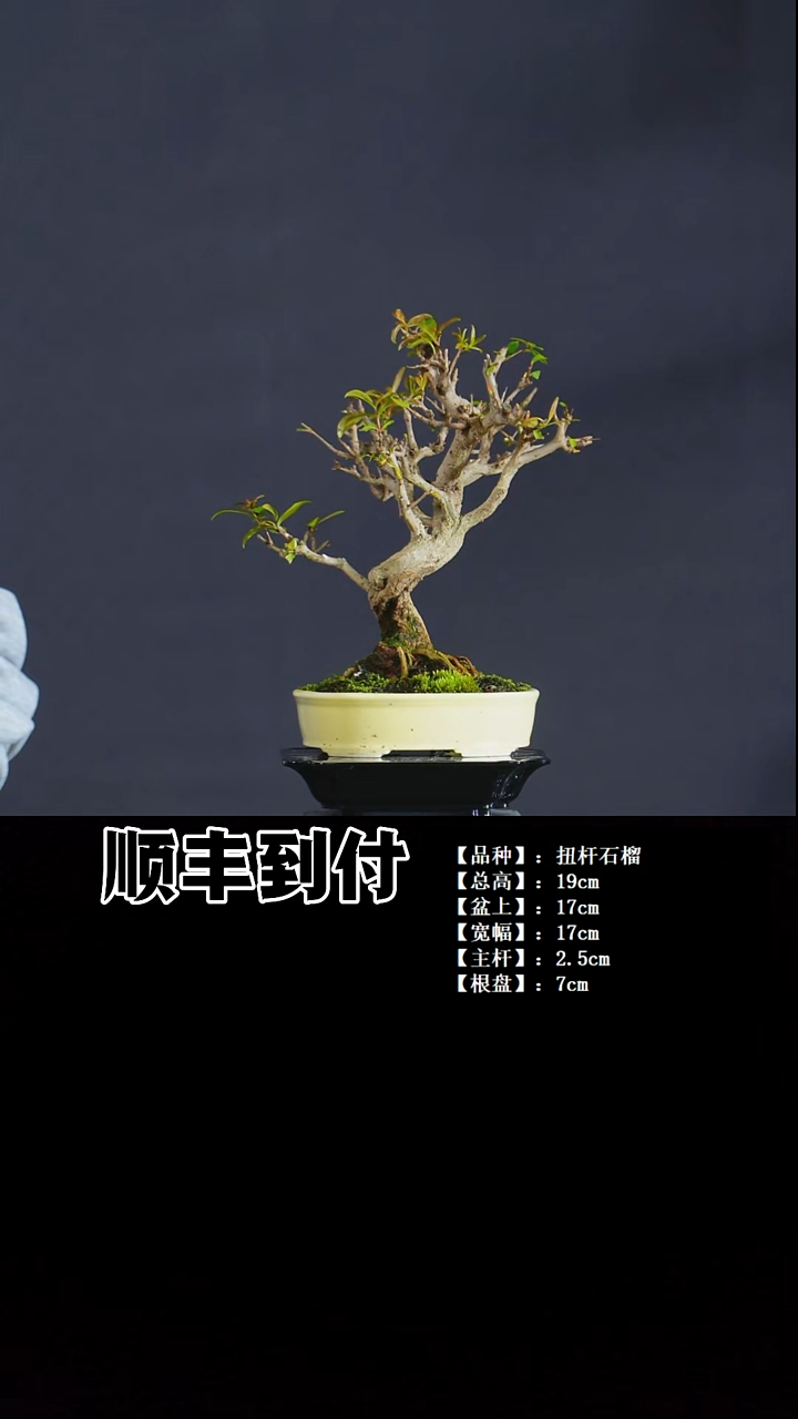 无花朵扭杆石榴bubaoyou