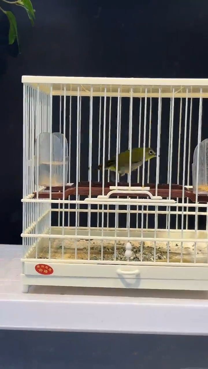 9号   绣眼养笼0元起拍