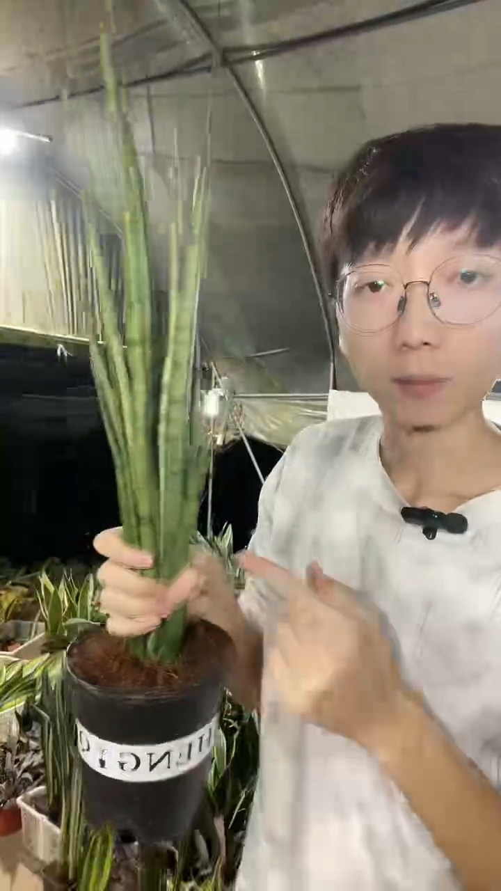 马达加斯加带盆土38.8