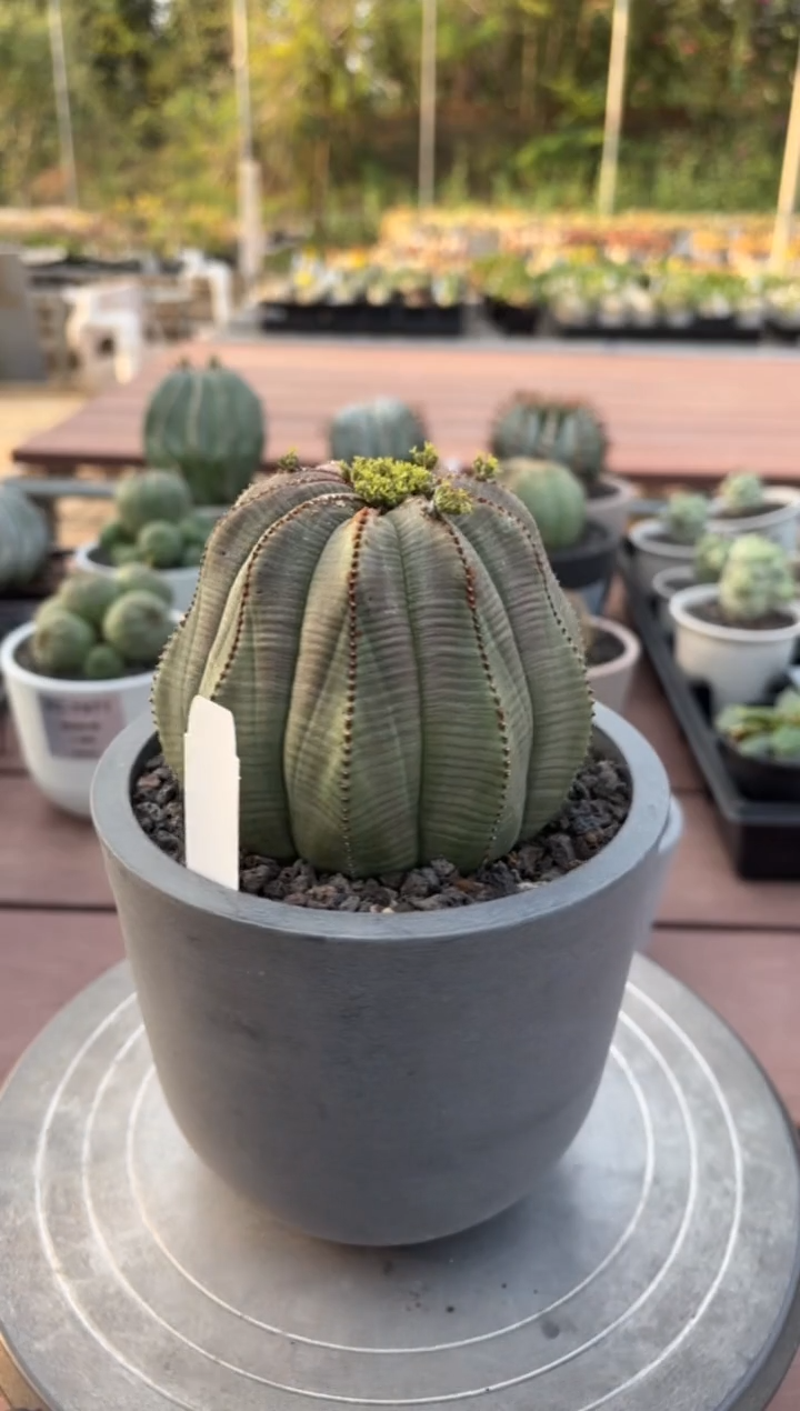 布纹球大戟FD-93