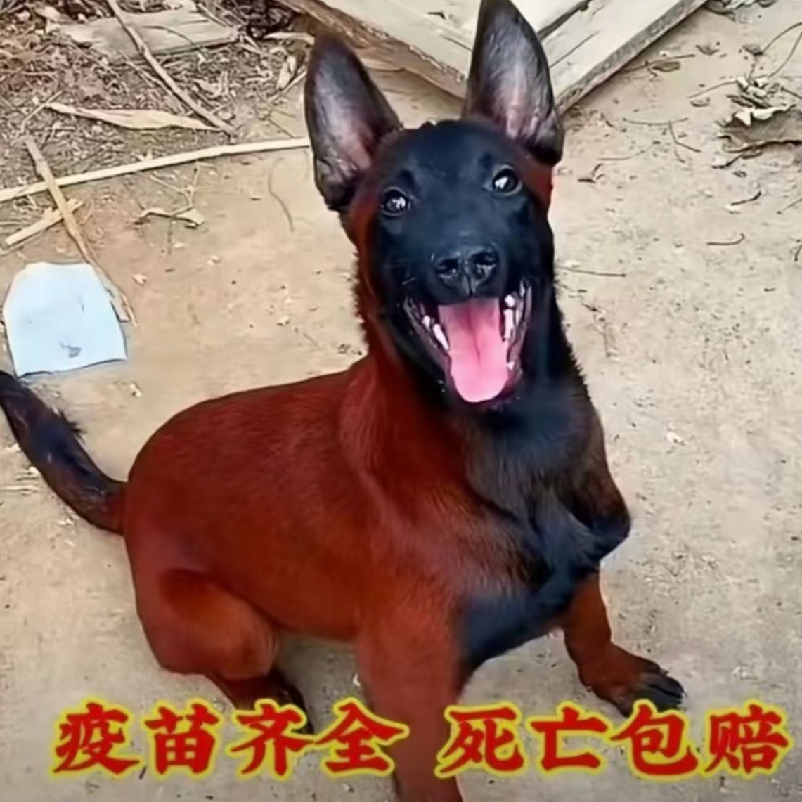 正宗爆红马犬活体纯种单血统大型犬