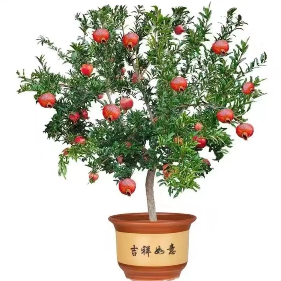 精品以色列穆乐盆栽地栽  南方北方阳台