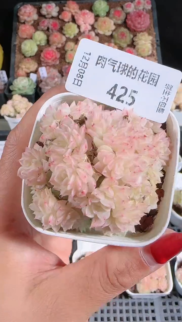 1208-425多肉群生不包整