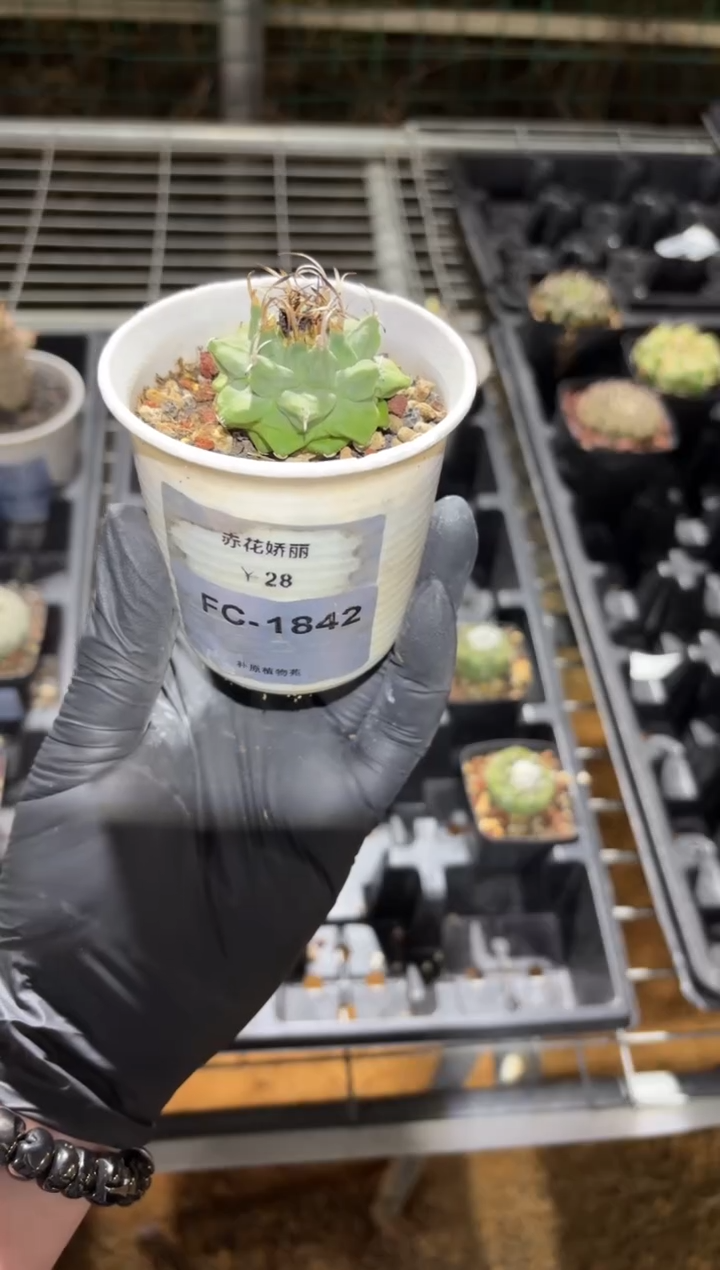 赤花娇丽FC-1842