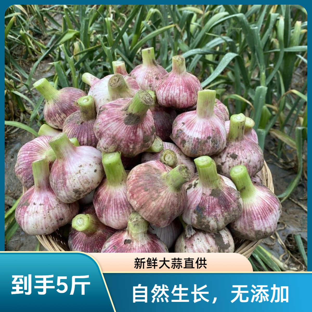 5斤现挖河南紫皮带泥新鲜大蒜头湿蒜红皮大蒜鲜蒜可腌制糖蒜蔬菜