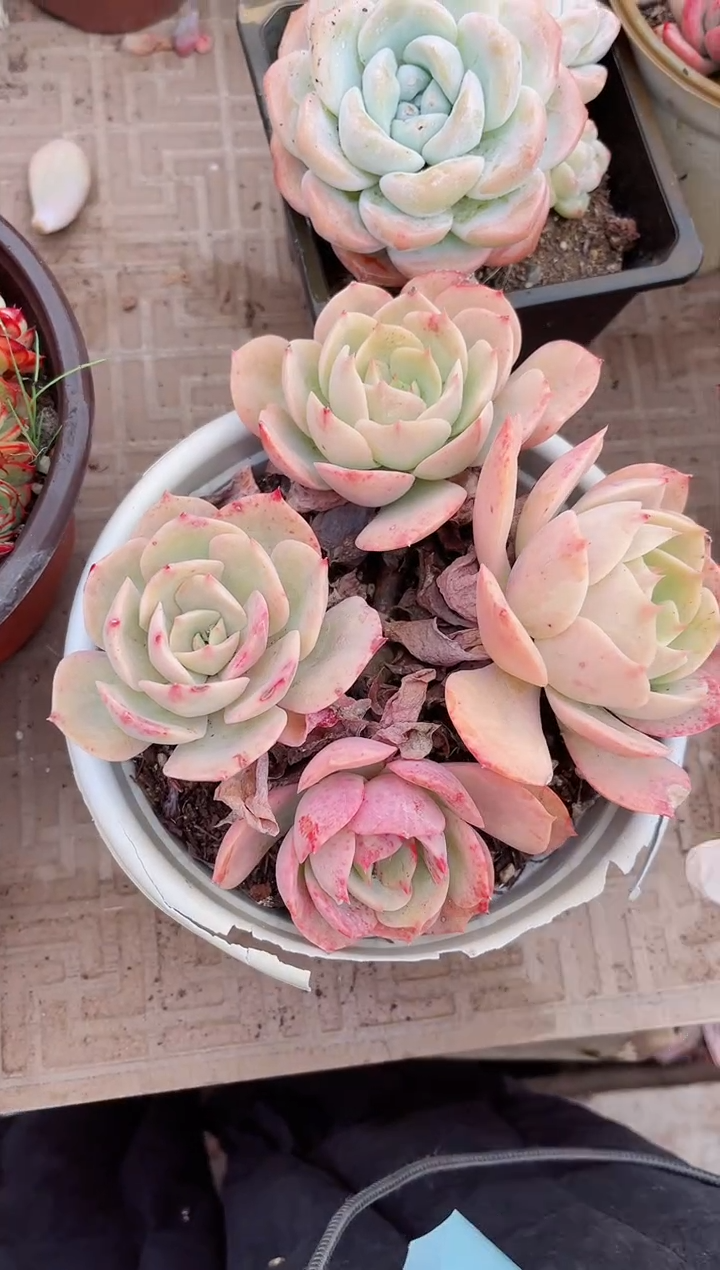 【闪购商品】03685