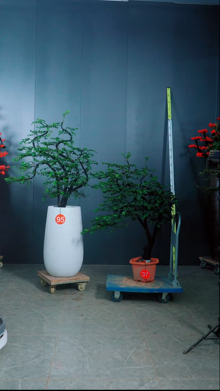 无花朵一*广东小叶紫檀.37号