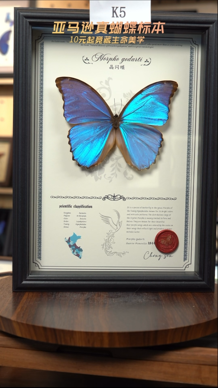 蝴蝶标本摆件竞拍k5