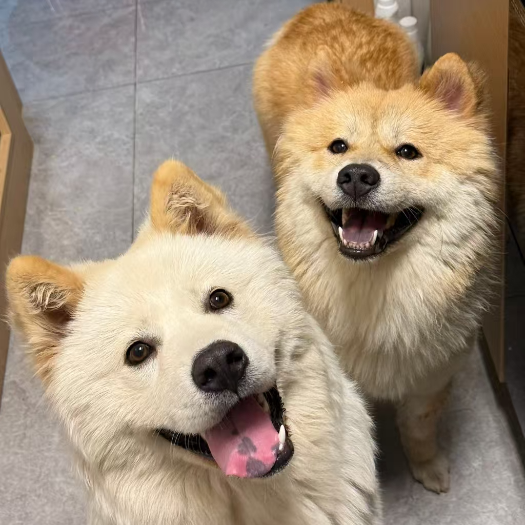 柴犬直播间挑选全款狗狗活体链接