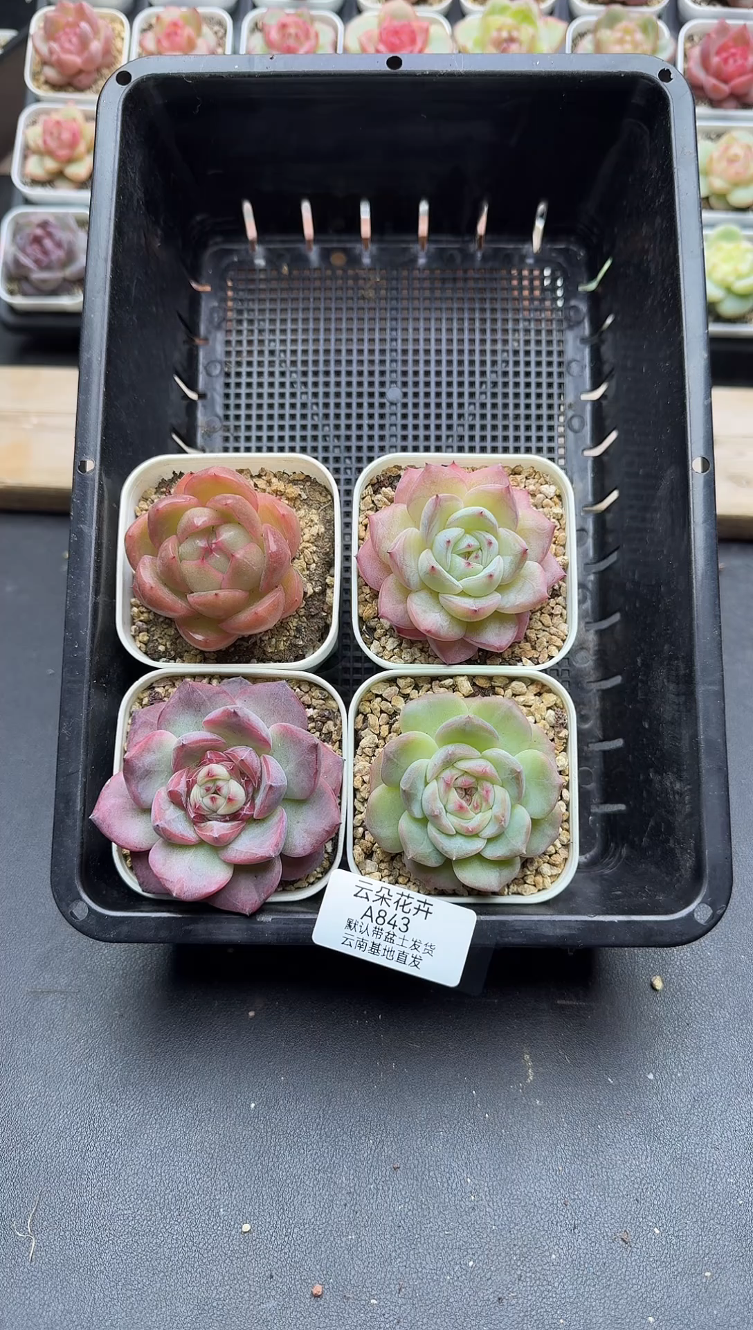 珍妮杂交多肉A845