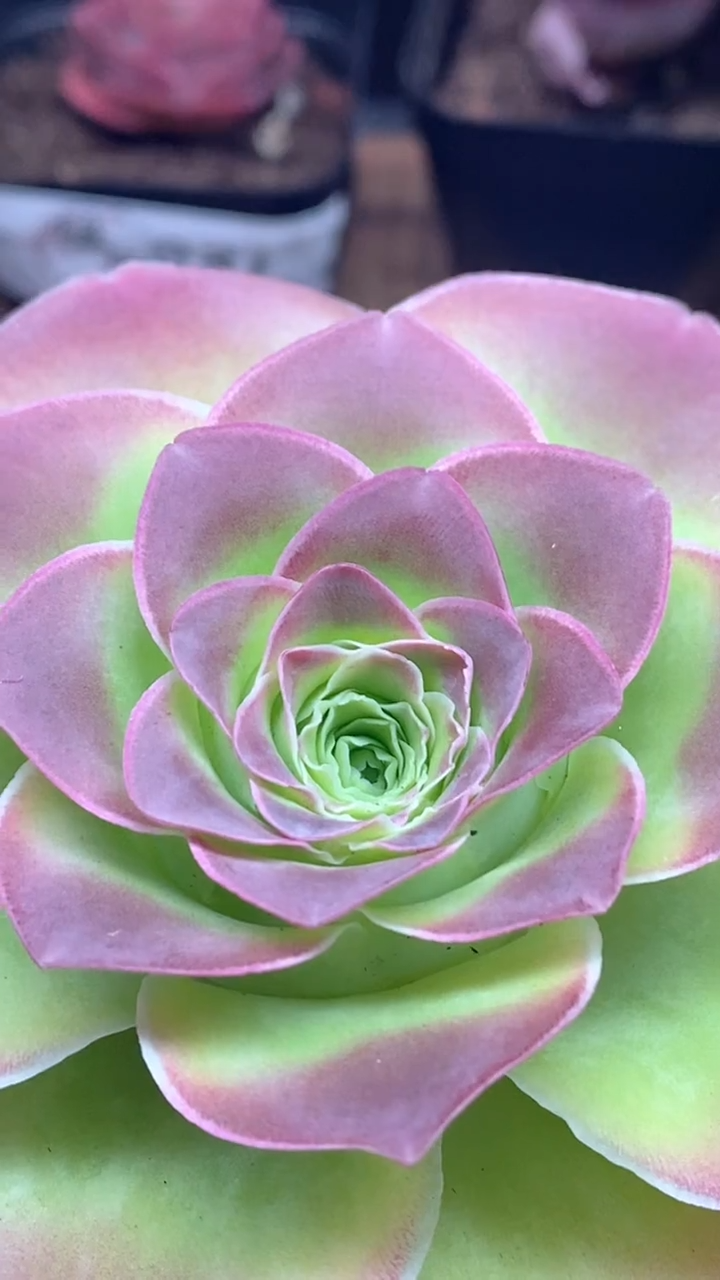 楹楹山地玫瑰/173