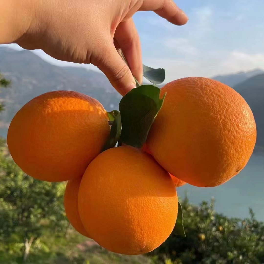现摘现发纽荷尔脐橙甘甜爆汁皮薄肉多新鲜当季水果橙子
