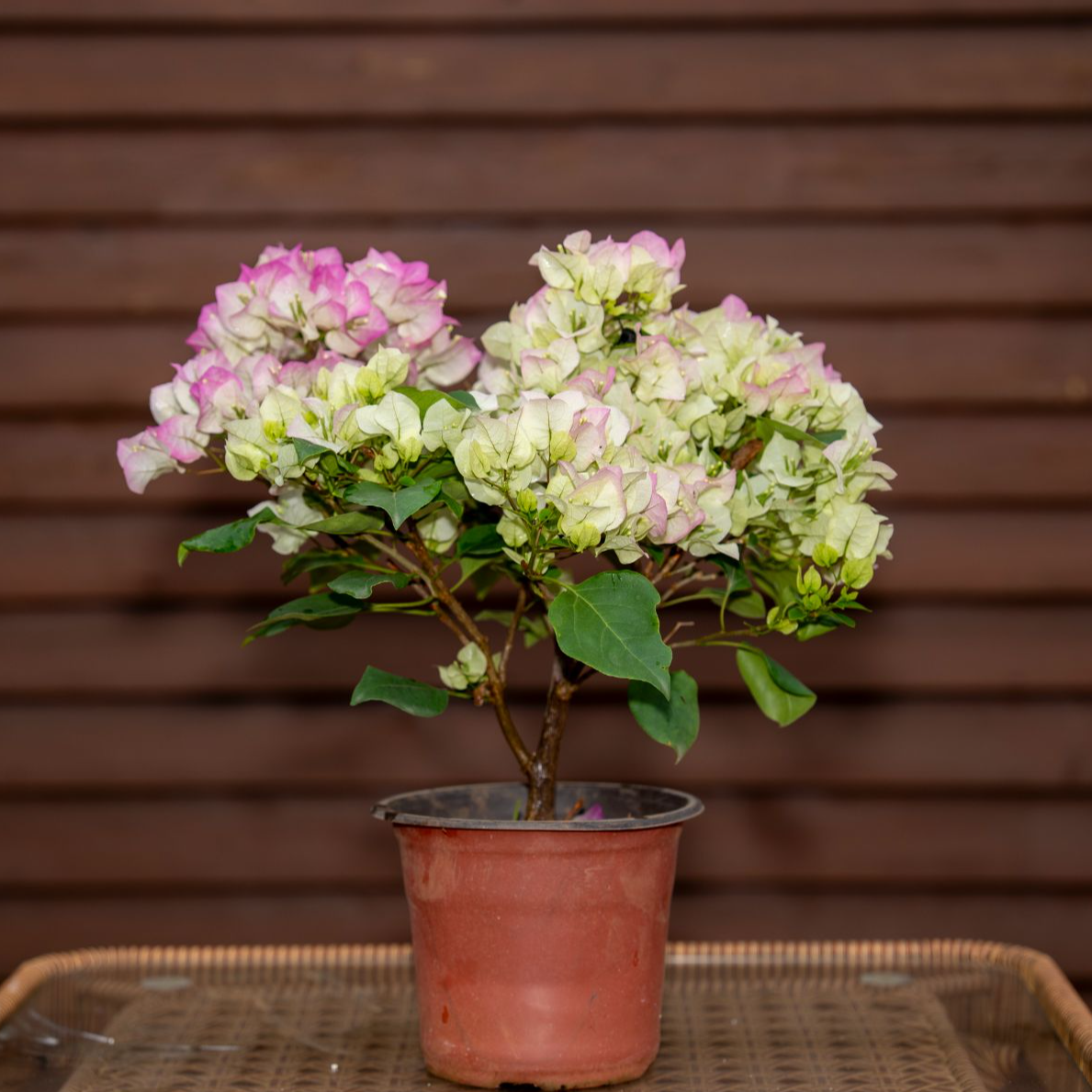 《一物一拍》三角梅带花小苗盆栽四季开花耐热好养适合阳台庭院种植