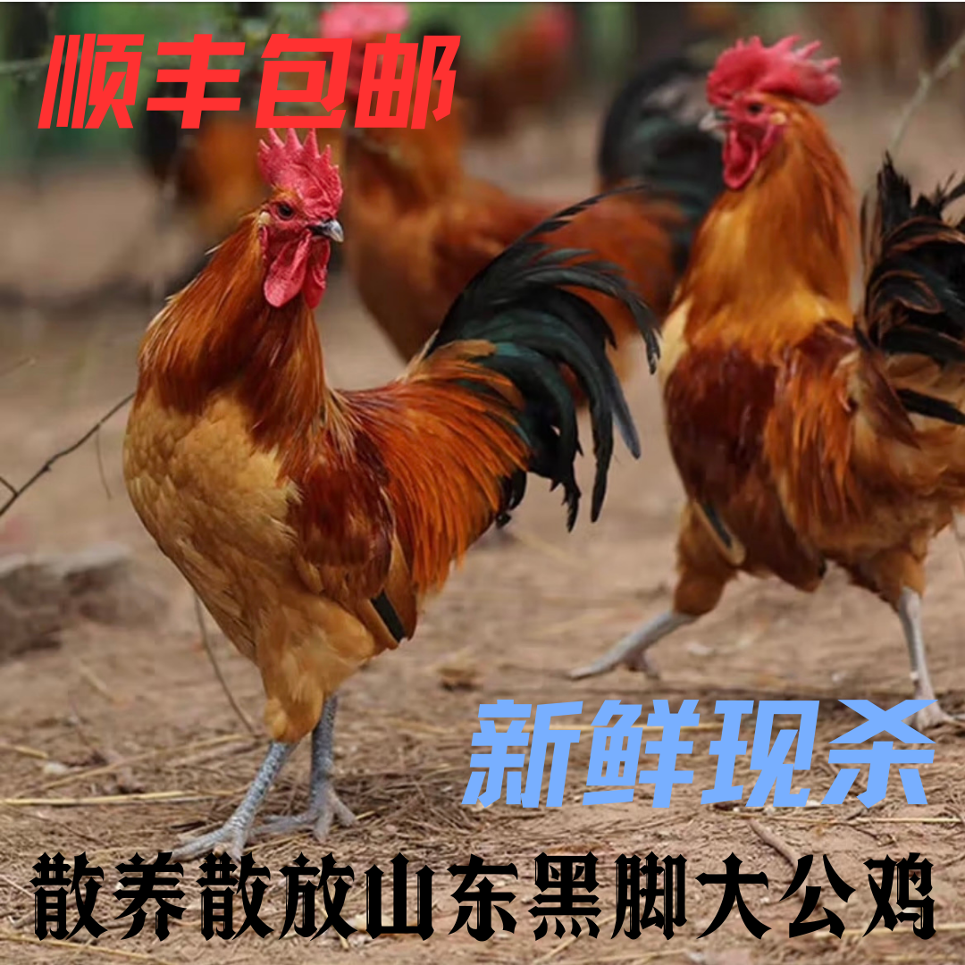 【戴眼镜走地鸡】山东沂蒙山新鲜现杀正宗雪山草鸡，两只净重7斤以上