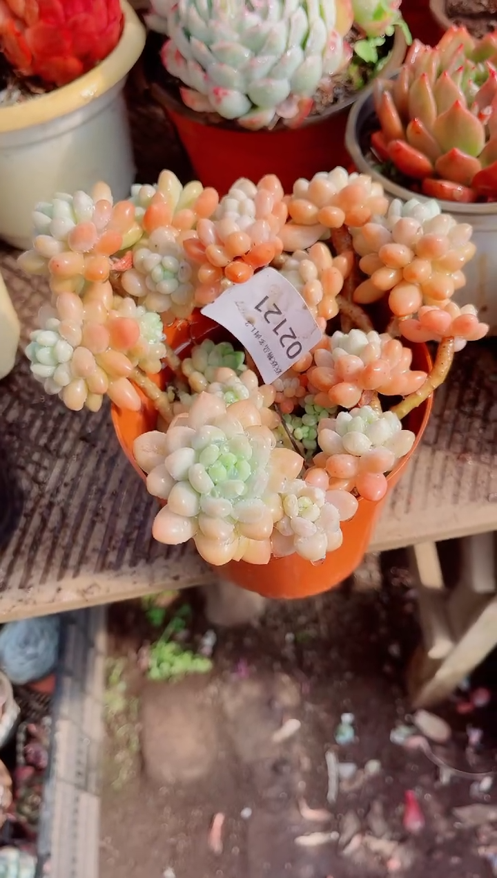 ?****?跃跃精品多肉02121