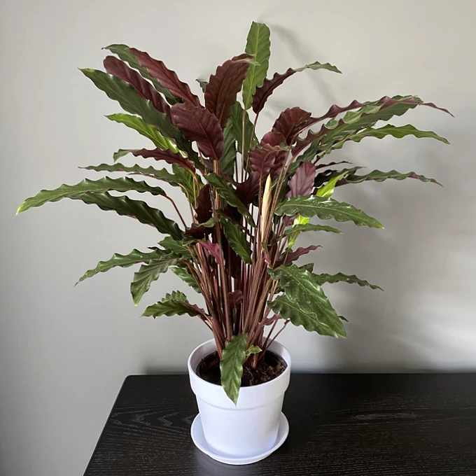 【如意】紫背波浪竹芋植物盆栽花卉绿植室内观叶开花