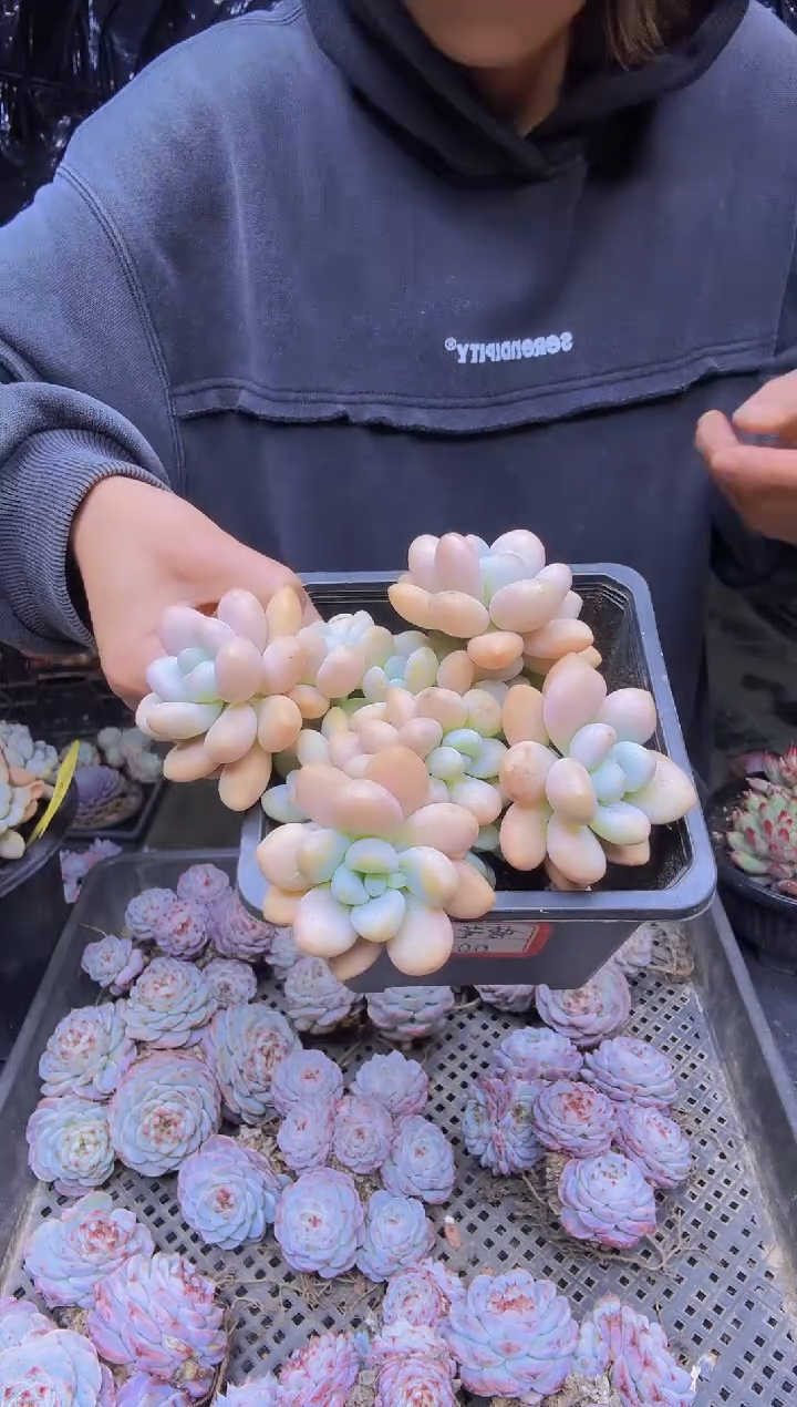 瑾**年09老桩洛神一物一拍所见即所得