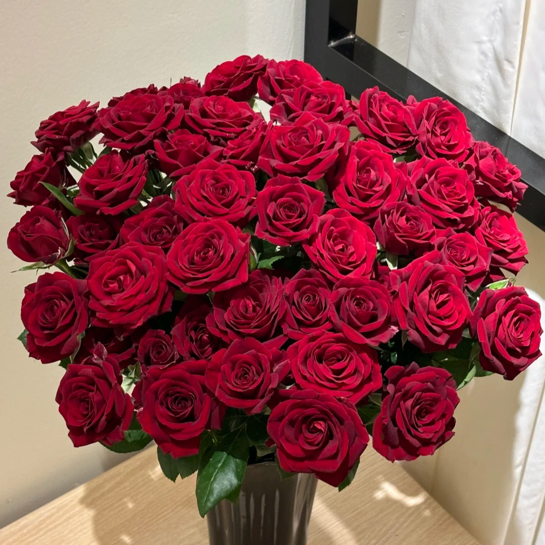 【月亮花圃】多头（赤玉）玫瑰  1单普通快递，2单以上顺丰冷链