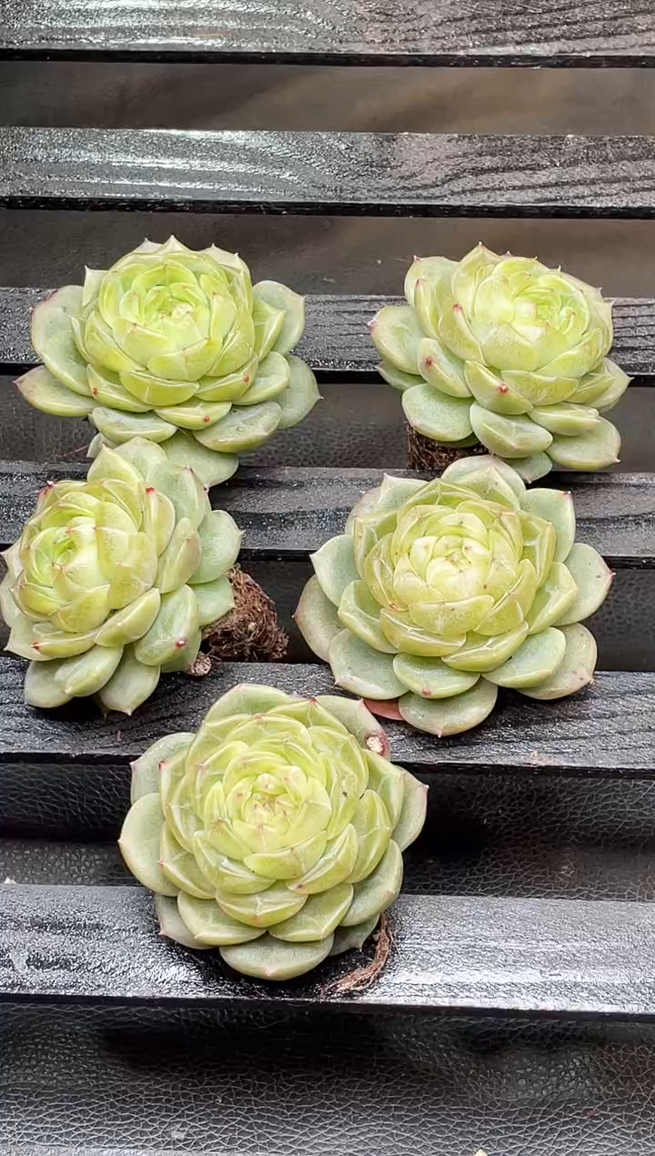 24-37新翡冷翠4-5厘米量拍发一颗