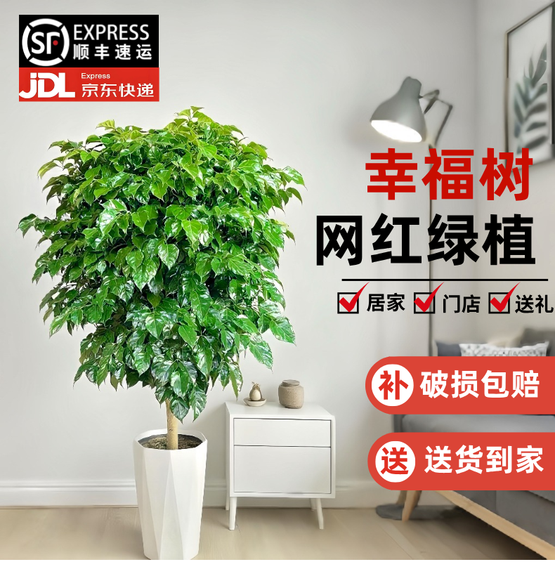 顺丰包邮1.1-1.3独杆棒棒糖幸福树盆栽四季常青吸醛净化空气
