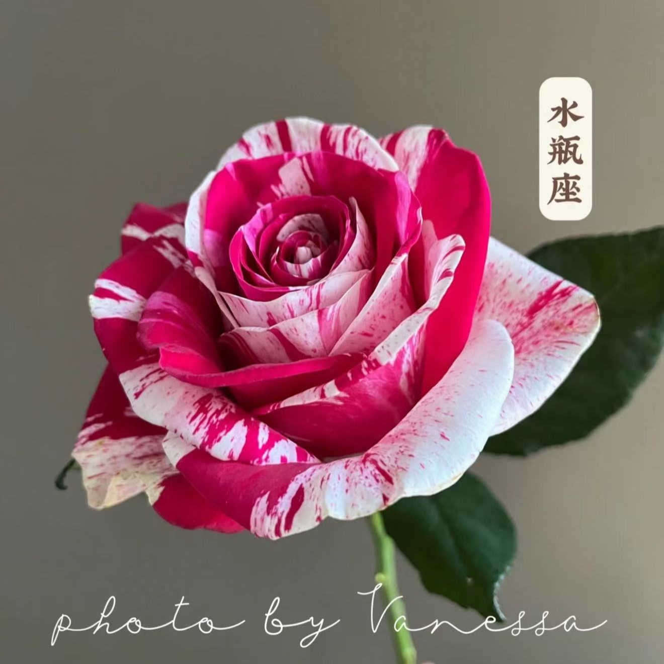 【水瓶座】条纹月季切花大花月季花苗庭院阳台盆栽勤花