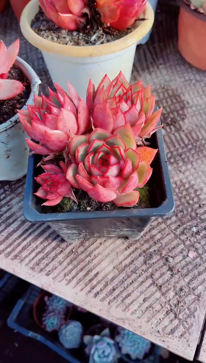 ?**?跃跃精品多肉03034