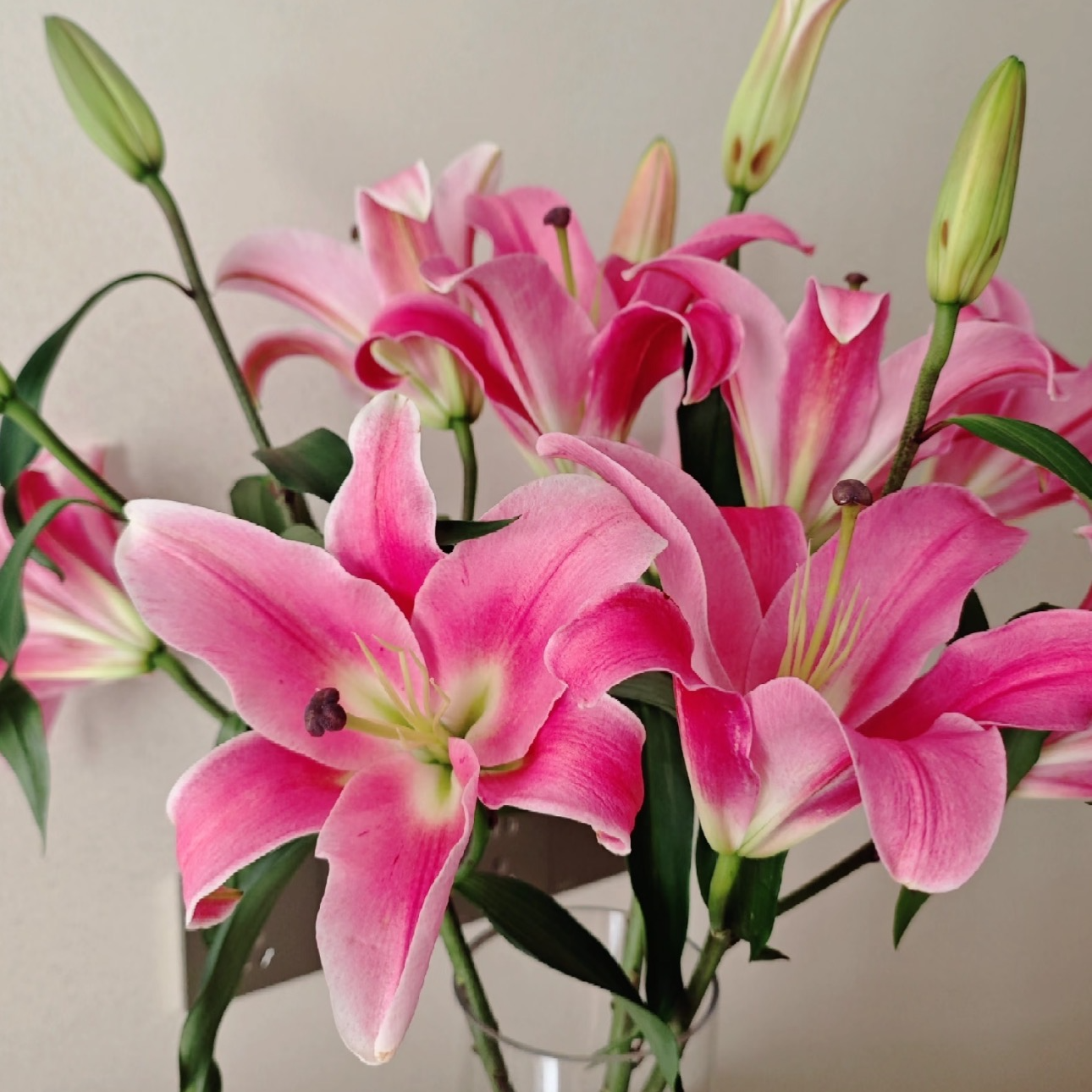 【 普拉芬多-百合】百合花农场直发芳香四溢