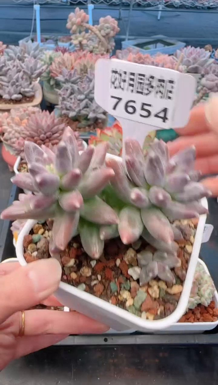 【闪购商品】7654.