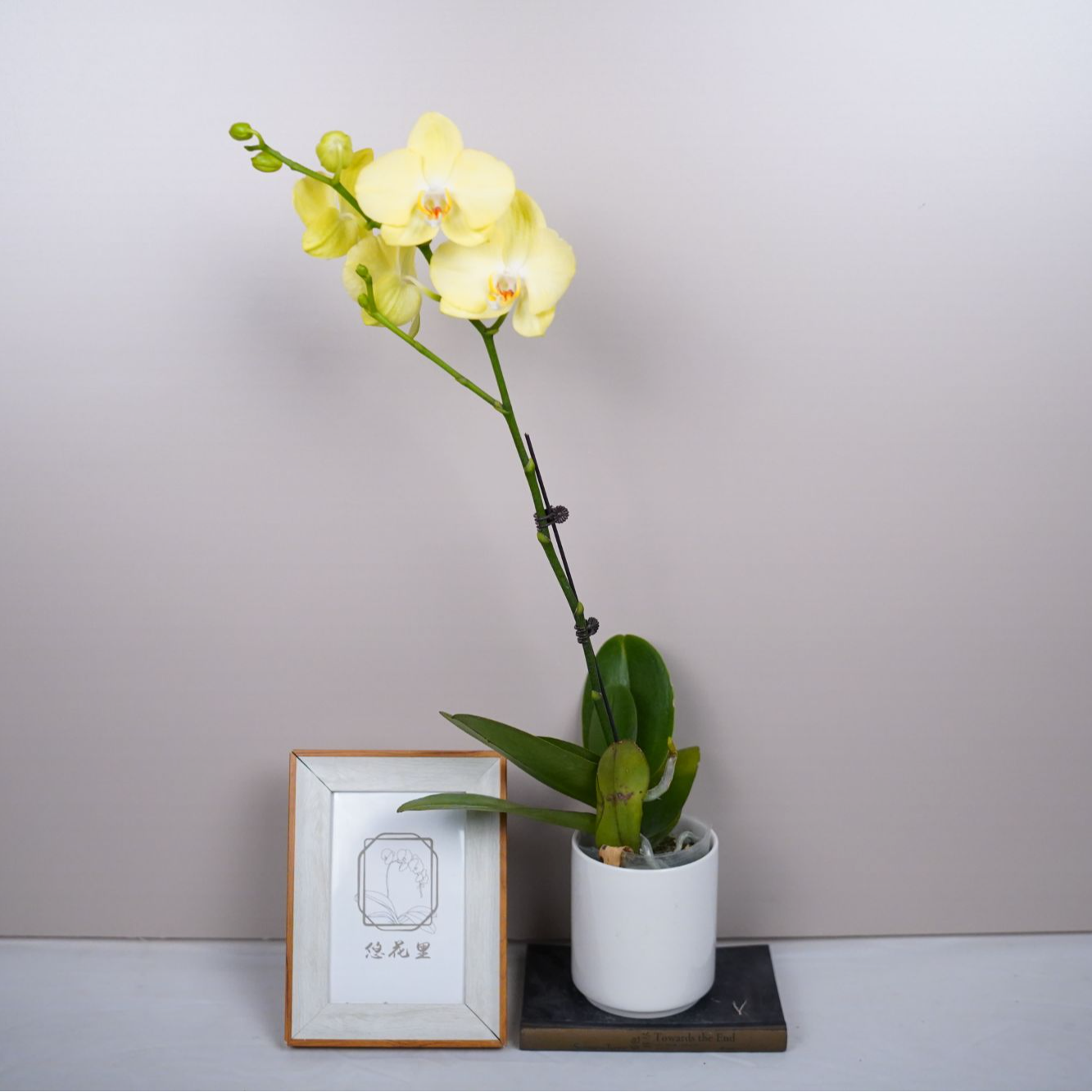 朝暮里蝴蝶兰【青睐】带花带花苞开花株发货